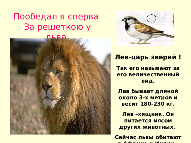 Пообедал я сперва За решеткою у льва. . Лев-царь зверей ! Так его называют за его величественный вид. Лев бывает длиной около 3-х метров и весит 180-230 кг. Лев –хищник. Он питается мясом других животных. Сейчас львы обитают в Африке и Индии . 