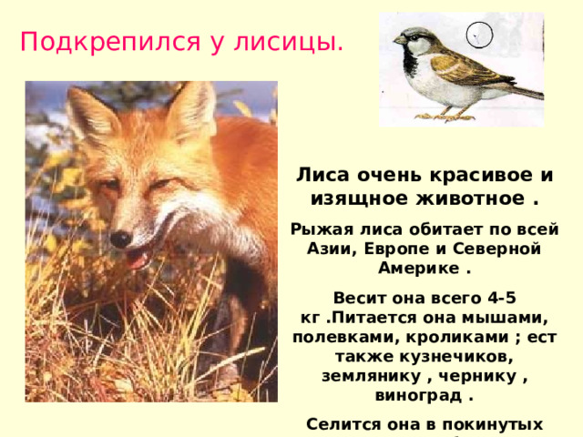 Подкрепился у лисицы. Лиса очень красивое и изящное животное . Рыжая лиса обитает по всей Азии, Европе и Северной Америке . Весит она всего 4-5 кг .Питается она мышами, полевками, кроликами ; ест также кузнечиков, землянику , чернику , виноград . Селится она в покинутых норах сурков и барсуков . Весной у нее появляется от 4 до 8 лисят . 