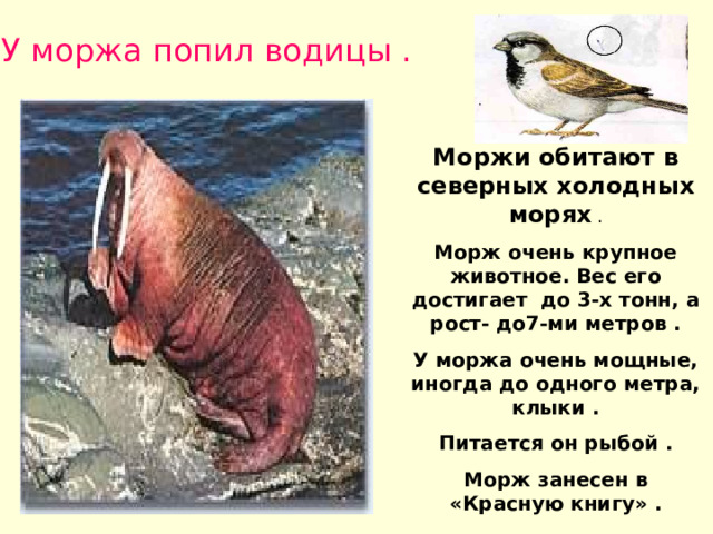 У моржа попил водицы . . Моржи обитают в северных холодных морях . Морж очень крупное животное. Вес его достигает до 3-х тонн, а рост- до7-ми метров . У моржа очень мощные, иногда до одного метра, клыки . Питается он рыбой . Морж занесен в «Красную книгу» . 