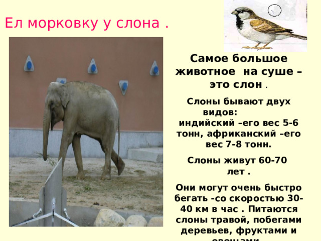 Ел морковку у слона . Самое большое животное на суше – это слон . Слоны бывают двух видов: индийский –его вес 5-6 тонн, африканский –его вес 7-8 тонн. Слоны живут 60-70 лет . Они могут очень быстро бегать -со скоростью 30-40 км в час . Питаются слоны травой, побегами деревьев, фруктами и овощами . Индийский слон занесен в «Красную книгу» . 