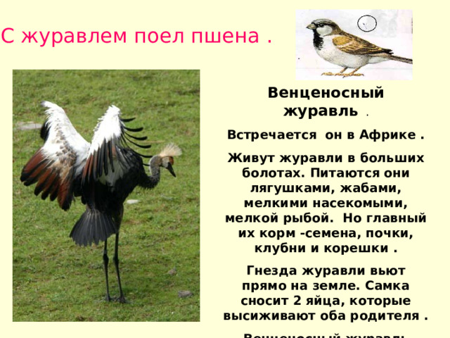 С журавлем поел пшена . Венценосный журавль . Встречается он в Африке . Живут журавли в больших болотах. Питаются они лягушками, жабами, мелкими насекомыми, мелкой рыбой. Но главный их корм -семена, почки, клубни и корешки . Гнезда журавли вьют прямо на земле. Самка сносит 2 яйца, которые высиживают оба родителя . Венценосный журавль занесен в «Красную книгу» . 