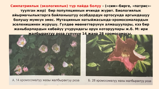 Симпатриялык (экологиялык) түр пайда болуу - («сим»-бирге, «патрис»-туулган жер) бир популяциянын ичинде жүрөт. Биологиялык айырмачылыктарга байланыштуу особдордун ортосунда аргындашуу болушу мүмкүн эмес. Мутациянын натыйжасында-хромосомалардын эселенишинен жүрүшү. Гүлдөө мөөнөттөрүнүн алмашуулары, кээ бир жаныбарлардын көбөйүү учурундагы орун которуулары ж.б. М: ири жалбырактуу роза гүлүнүн 14 жана 28 хромосомасы. 
