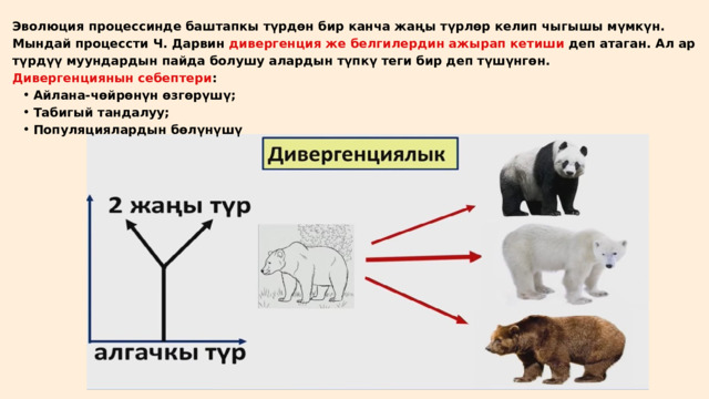 Эволюция процессинде баштапкы түрдөн бир канча жаңы түрлөр келип чыгышы мүмкүн. Мындай процессти Ч. Дарвин дивергенция же белгилердин ажырап кетиши деп атаган. Ал ар түрдүү муундардын пайда болушу алардын түпкү теги бир деп түшүнгөн. Дивергенциянын себептери : Айлана-чөйрөнүн өзгөрүшү; Табигый тандалуу; Популяциялардын бөлүнүшү Айлана-чөйрөнүн өзгөрүшү; Табигый тандалуу; Популяциялардын бөлүнүшү 