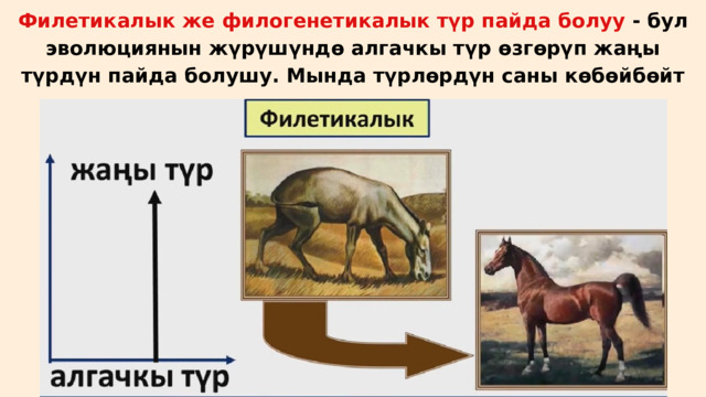 Филетикалык же филогенетикалык түр пайда болуу - бул эволюциянын жүрүшүндө алгачкы түр өзгөрүп жаңы түрдүн пайда болушу. Мында түрлөрдүн саны көбөйбөйт 