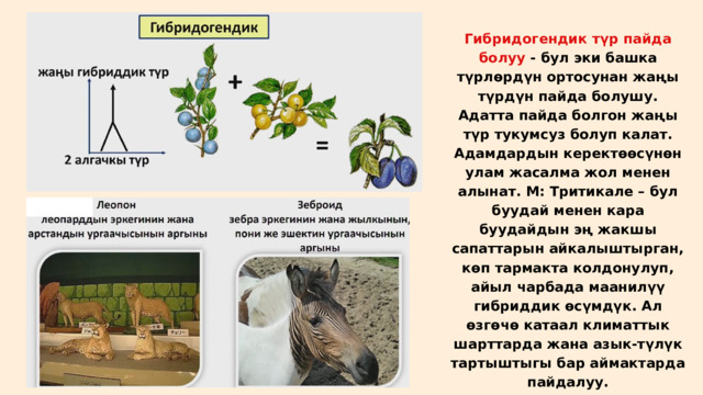 Гибридогендик түр пайда болуу - бул эки башка түрлөрдүн ортосунан жаңы түрдүн пайда болушу. Адатта пайда болгон жаңы түр тукумсуз болуп калат. Адамдардын керектөөсүнөн улам жасалма жол менен алынат. М: Тритикале – бул буудай менен кара буудайдын эң жакшы сапаттарын айкалыштырган, көп тармакта колдонулуп, айыл чарбада маанилүү гибриддик өсүмдүк. Ал өзгөчө катаал климаттык шарттарда жана азык-түлүк тартыштыгы бар аймактарда пайдалуу. 