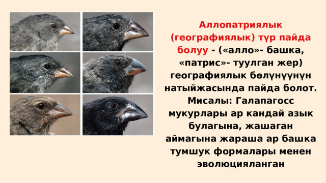 Аллопатриялык (географиялык) түр пайда болуу - («алло»- башка, «патрис»- туулган жер) географиялык бөлүнүүнүн натыйжасында пайда болот. Мисалы: Галапагосс мукурлары ар кандай азык булагына, жашаган аймагына жараша ар башка тумшук формалары менен эволюцияланган 