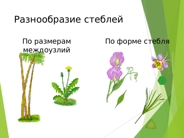 Разнообразие стеблей По размерам междоузлий По форме стебля Ты, конечно, помнишь, что по размерам междоузлий побеги бывают удлиненные и укороченные. Стебель удлиненного побега состоит из узлов и междоузлий, а стебель укороченного побега – только из узлов. Форма стеблей разных растений может значительно отличаться. Так, стебель папируса, растущего по берегам Нила, имеет в поперечном сечении форму треугольника. А стебель душистого горошка 