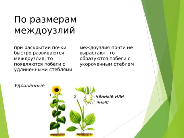 По размерам междоузлий при раскрытии почки быстро развиваются междоузлия, то появляются побеги с удлиненными стеблями  Удлинённые  междоузлия почти не вырастают, то образуются побеги с укороченным стеблем  Укороченные или розеточные 