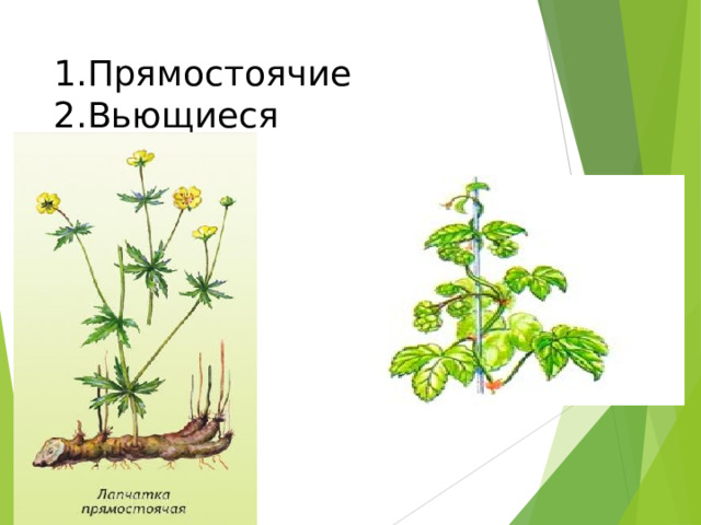 1.Прямостоячие 2.Вьющиеся 