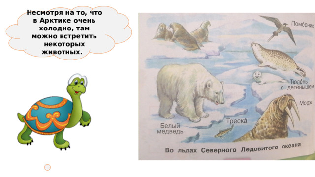 Несмотря на то, что в Арктике очень холодно, там можно встретить некоторых животных. 