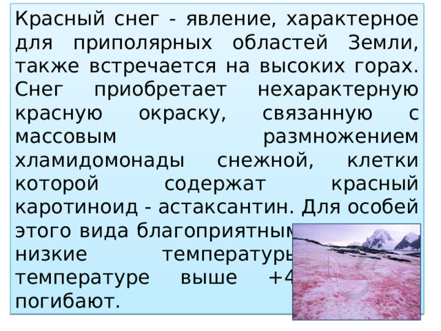 Красный снег - явление, характерное для приполярных областей Земли, также встречается на высоких горах. Снег приобретает нехарактерную красную окраску, связанную с массовым размножением хламидомонады снежной, клетки которой содержат красный каротиноид - астаксантин. Для особей этого вида благоприятными являются низкие температуры, при температуре выше +4 °С они погибают. 