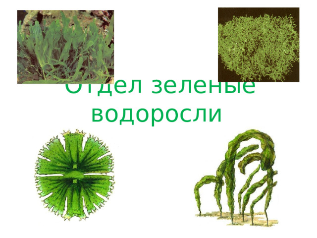 Отдел зеленые водоросли Отдел ЗЕЛЕНЫЕ ВОДОРОСЛИ  