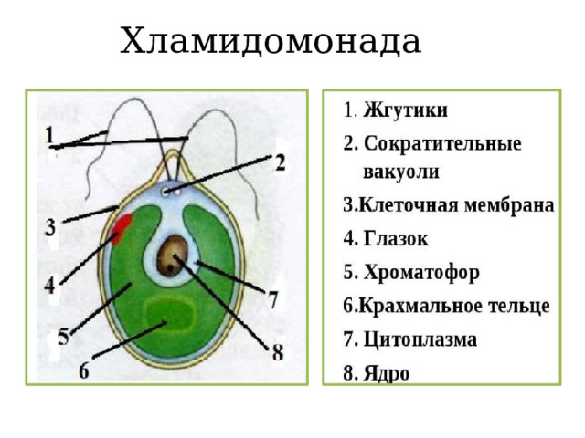 Хламидомонада . 
