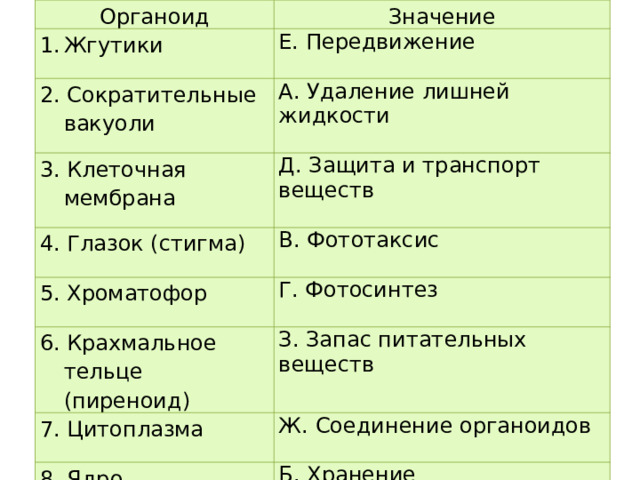Органоид Значение Жгутики Е. Передвижение 2. Сократительные вакуоли А. Удаление лишней жидкости 3. Клеточная мембрана Д. Защита и транспорт веществ 4. Глазок (стигма) В. Фототаксис 5. Хроматофор 6. Крахмальное тельце (пиреноид) Г. Фотосинтез З. Запас питательных веществ 7. Цитоплазма 8. Ядро Ж. Соединение органоидов Б. Хранение наследственной информации 
