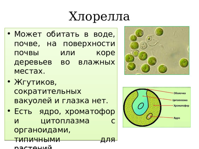 Хлорелла Может обитать в воде, почве, на поверхности почвы или коре деревьев во влажных местах. Жгутиков, сократительных вакуолей и глазка нет. Есть ядро, хроматофор и цитоплазма с органоидами, типичными для растений. Размножение только бесполое  Одноклеточные зеленые водоросли (Отдел ЗЕЛЕНЫЕ ВОДОРОСЛИ) описание Хлореллы  