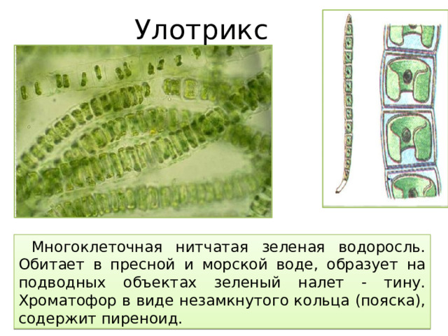 Улотрикс  Многоклеточная нитчатая зеленая водоросль. Обитает в пресной и морской воде, образует на подводных объектах зеленый налет - тину. Хроматофор в виде незамкнутого кольца (пояска), содержит пиреноид.  