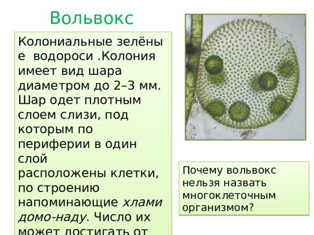 Вольвокс Колониальные зелёные водороси .Колония имеет вид шара диаметром до 2–3 мм. Шар одет плотным слоем слизи, под которым по периферии в один слой расположены клетки, по строению напоминающие  хламидомо-наду . Число их может достигать от 500 шт. до 60 тыс. Почему вольвокс нельзя назвать многоклеточным организмом? 