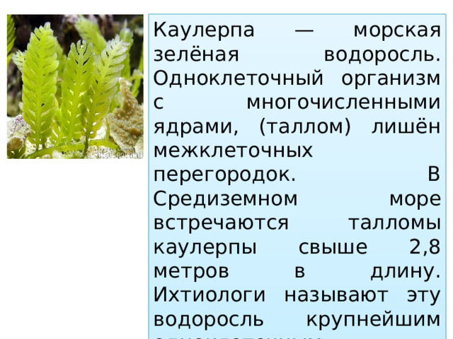 Каулерпа — морская зелёная водоросль. Одноклеточный организм с многочисленными ядрами, (таллом) лишён межклеточных перегородок. В Средиземном море встречаются талломы каулерпы свыше 2,8 метров в длину. Ихтиологи называют эту водоросль крупнейшим одноклеточным организмом. Некоторые виды употребляют в пищу в Японии и на Филиппинах. 