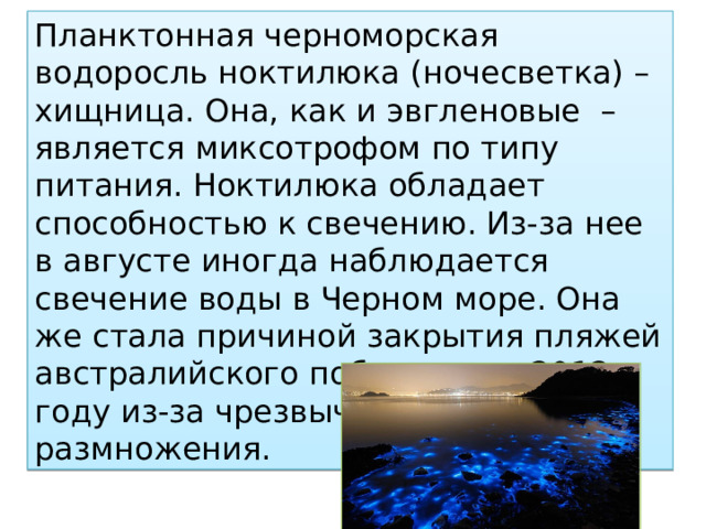 Планктонная черноморская водоросль ноктилюка (ночесветка) – хищница. Она, как и эвгленовые  – является миксотрофом по типу питания. Ноктилюка обладает способностью к свечению. Из-за нее в августе иногда наблюдается свечение воды в Черном море. Она же стала причиной закрытия пляжей австралийского побережья в 2012 году из-за чрезвычайно обильного размножения. 