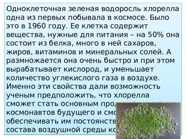 Одноклеточная зеленая водоросль хлорелла одна из первых побывала в космосе. Было это в 1960 году. Ее клетка содержит вещества, нужные для питания – на 50% она состоит из белка, много в ней сахаров, жиров, витаминов и минеральных солей. А размножается она очень быстро и при этом вырабатывает кислород, и уменьшает количество углекислого газа в воздухе. Именно эти свойства дали возможность ученым предположить, что хлорелла сможет стать основным продуктом питания космонавтов будущего и сможет обеспечивать им постоянство газового состава воздушной среды корабля. 