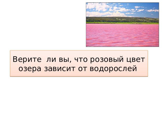 Верите ли вы, что розовый цвет озера зависит от водорослей 