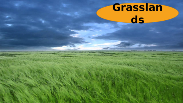 Grasslands 