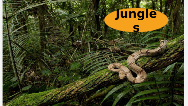 Jungles 