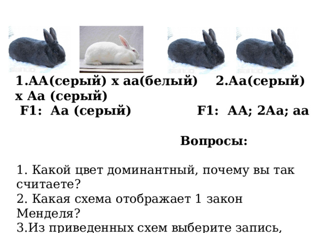 1.АА(серый) х аа(белый) 2.Аа(серый) х Аа (серый) F1: Аа (серый) F1: АА; 2Аа; аа  Вопросы: 1. Какой цвет доминантный, почему вы так считаете? 2. Какая схема отображает 1 закон Менделя? 3.Из приведенных схем выберите запись, отображающую второй закон Менделя, и дайте его формулировку. 