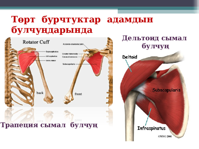 Т ө рт бурчтуктар адамдын булчуңдарында Дельтоид сымал булчуң Трапеция сымал булчуң 