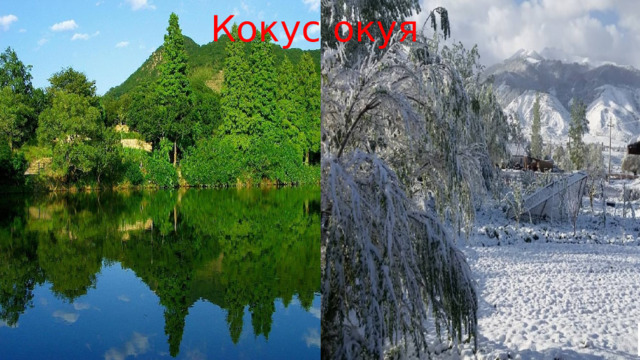 Кокус окуя 