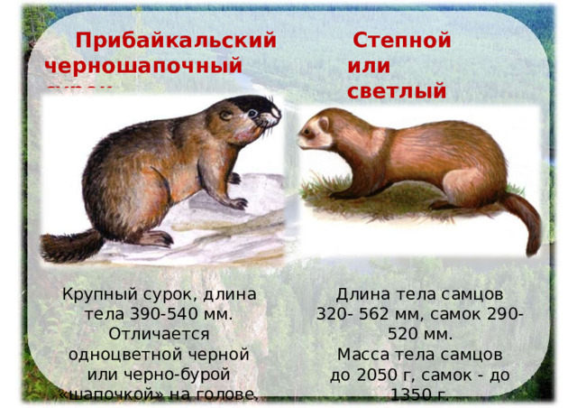 Степной  или светлый  хорь Прибайкальский черношапочный  сурок Крупный  сурок,  длина  тела 390- 540  мм.  Отличается одноцветной  черной  или черно- бурой  «шапочкой» на  голове. Длина  тела  самцов  320- 562  мм,  самок  290- 520  мм. Масса  тела  самцов  до 2050  г,  самок - до  1350  г. 