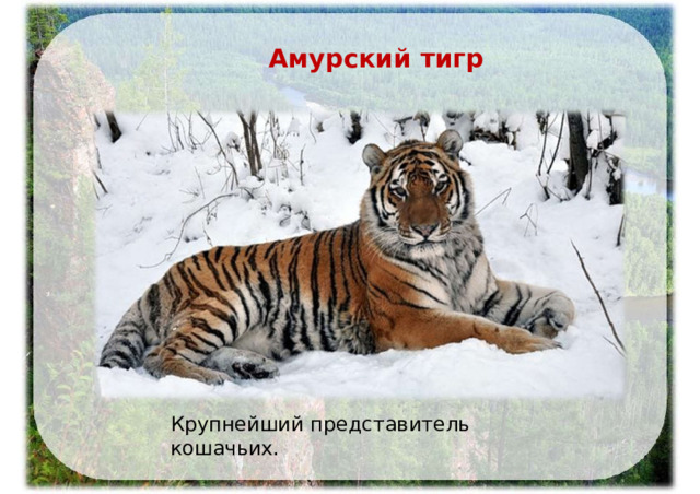 Амурский  тигр Крупнейший  представитель  кошачьих. 