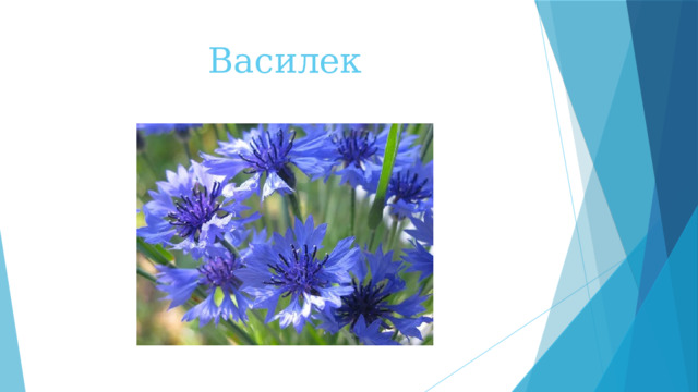 Василек 