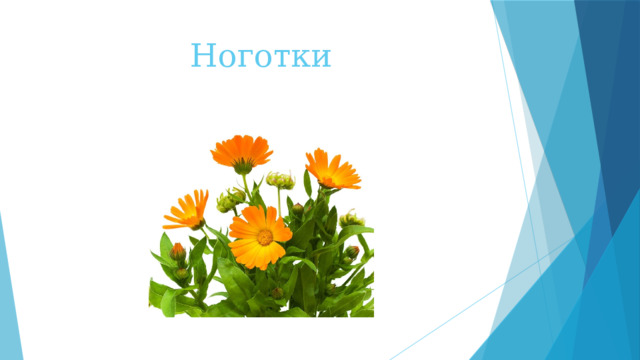 Ноготки 