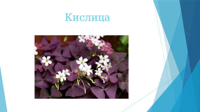 Кислица 
