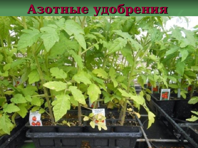 Азотные удобрения    