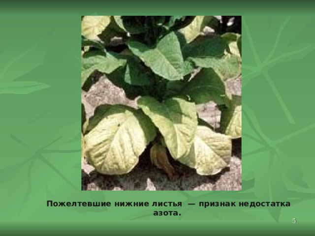Пожелтевшие нижние листья  — признак недостатка азота.  
