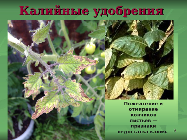 Калийные удобрения Калий К Ускоряет процесс фотосинтеза, поддерживает необходимый водный режим в растениях, снижает поражаемость заболеваниями, способствует обмену веществ и образованию углеводов – накоплению крахмала в клубнях картофеля, сахарозы в сахарной свекле, повышает засухоустойчивость и морозостойкость растений. Недостаток калия вызывает обычно задержку роста, а также развития бутонов или зачаточных соцветий.  Пожелтение и отмирание кончиков листьев — признаки недостатка калия.  
