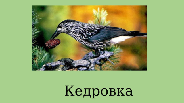 Кедровка 