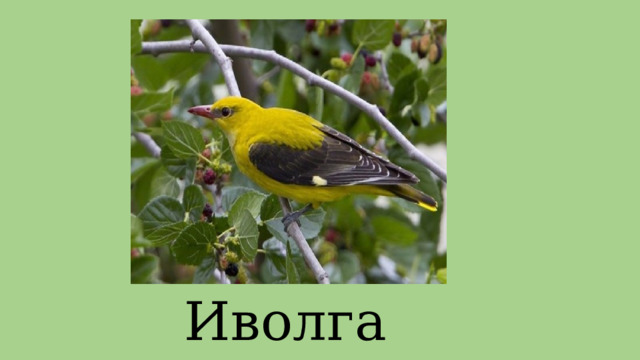 Иволга 