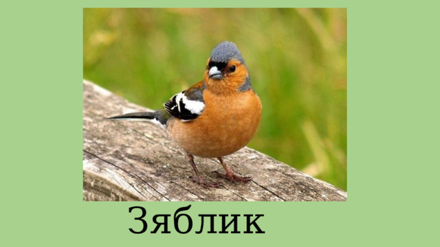Зяблик 