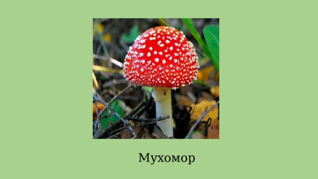 Мухомор 