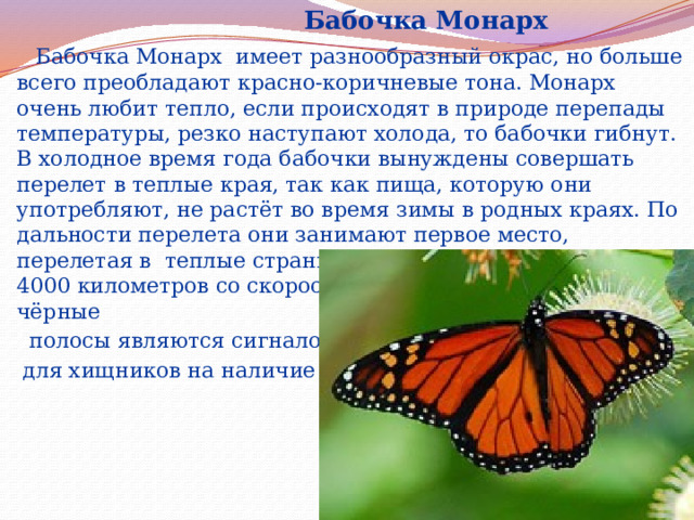  Бабочка Монарх  Бабочка Монарх имеет разнообразный окрас, но больше всего преобладают красно-коричневые тона. Монарх очень любит тепло, если происходят в природе перепады температуры, резко наступают холода, то бабочки гибнут. В холодное время года бабочки вынуждены совершать перелет в теплые края, так как пища, которую они употребляют, не растёт во время зимы в родных краях. По дальности перелета они занимают первое место, перелетая в теплые страны, они готовы преодолевать 4000 километров со скоростью 35 км/ч. Желтые, белые и чёрные  полосы являются сигналом  для хищников на наличие яда.   