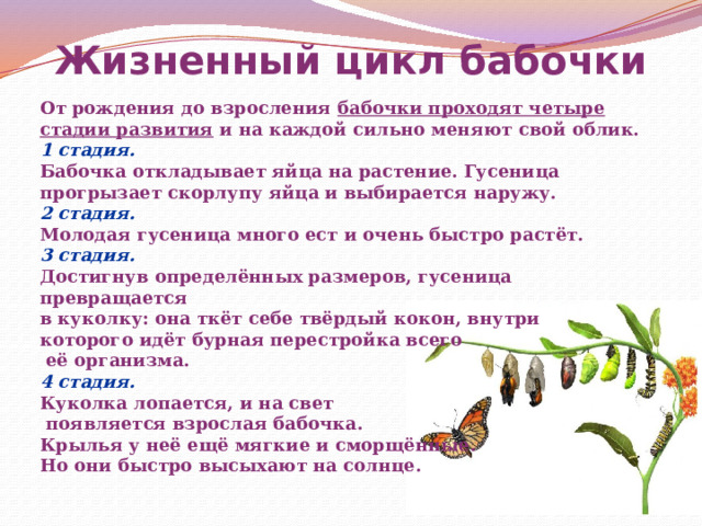 Жизненный цикл бабочки От рождения до взросления бабочки проходят четыре стадии развития и на каждой сильно меняют свой облик. 1 стадия. Бабочка откладывает яйца на растение. Гусеница прогрызает скорлупу яйца и выбирается наружу. 2 стадия. Молодая гусеница много ест и очень быстро растёт. 3 стадия. Достигнув определённых размеров, гусеница превращается в куколку: она ткёт себе твёрдый кокон, внутри которого идёт бурная перестройка всего  её организма. 4 стадия. Куколка лопается, и на свет  появляется взрослая бабочка. Крылья у неё ещё мягкие и сморщённые. Но они быстро высыхают на солнце. 