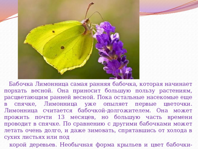  Бабочка Лимонница самая ранняя бабочка, которая начинает порхать весной. Она приносит большую пользу растениям, расцветающим ранней весной. Пока остальные насекомые еще в спячке, Лимонница уже опыляет первые цветочки. Лимонница считается бабочкой-долгожителем. Она может прожить почти 13 месяцев, но большую часть времени проводит в спячке. По сравнению с другими бабочками может летать очень долго, и даже зимовать, спрятавшись от холода в сухих листьях или под  корой деревьев. Необычная форма крыльев и цвет бабочки-лимонницы - это превосходная маскировка от врага. В сложенном виде бабочка похожа на осенний листочек. 