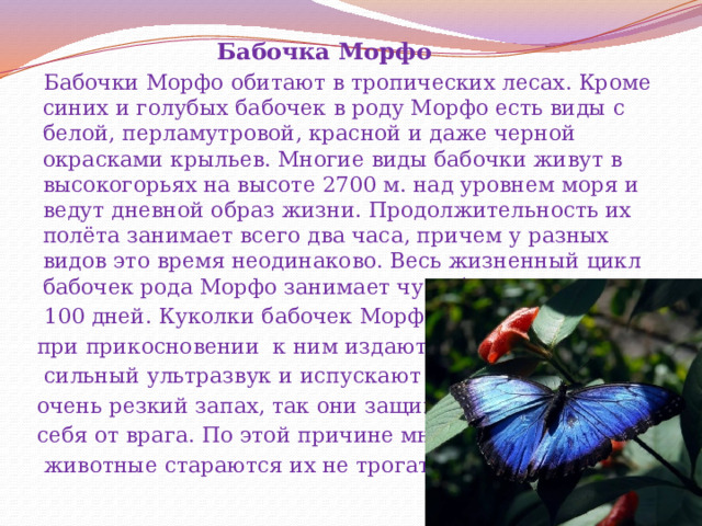 Бабочка Морфо        Бабочки Морфо обитают в тропических лесах. Кроме синих и голубых бабочек в роду Морфо есть виды с белой, перламутровой, красной и даже черной окрасками крыльев. Многие виды бабочки живут в высокогорьях на высоте 2700 м. над уровнем моря и ведут дневной образ жизни. Продолжительность их полёта занимает всего два часа, причем у разных видов это время неодинаково. Весь жизненный цикл бабочек рода Морфо занимает чуть более  100 дней. Куколки бабочек Морфо  при прикосновении к ним издают  сильный ультразвук и испускают  очень резкий запах, так они защищают  себя от врага. По этой причине многие  животные стараются их не трогать. 