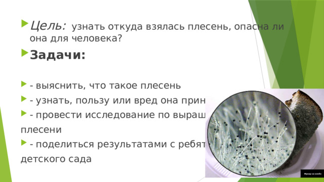 Цель: узнать откуда взялась плесень, опасна ли она для человека? Задачи: - выяснить, что такое плесень - узнать, пользу или вред она приносит - провести исследование по выращиванию плесени - поделиться результатами с ребятами детского сада 