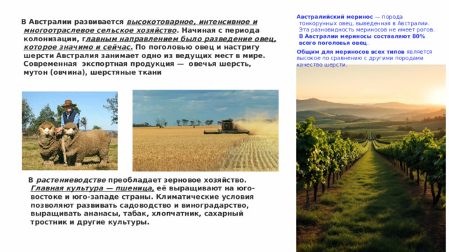 Австралийский меринос  — порода тонкорунных овец, выведенная в Австралии. Эта разновидность мериносов не имеет рогов. В Австралии мериносы составляют 80% всего поголовья овец .  Общим для мериносов всех типов  является высокое по сравнению с другими породами качество шерсти.  В Австралии развивается высокотоварное, интенсивное и многоотраслевое сельское хозяйство . Начиная с периода колонизации, г лавным направлением было разведение овец, которое значимо и сейчас. По поголовью овец и настригу шерсти Австралия занимает одно из ведущих мест в мире. Современная  экспортная продукция —  овечья шерсть, мутон (овчина), шерстяные ткани В  растениеводстве  преобладает зерновое хозяйство. Главная культура — пшеница, её выращивают на юго-востоке и юго-западе страны. Климатические условия позволяют развивать садоводство и виноградарство, выращивать ананасы, табак, хлопчатник, сахарный тростник и другие культуры. 