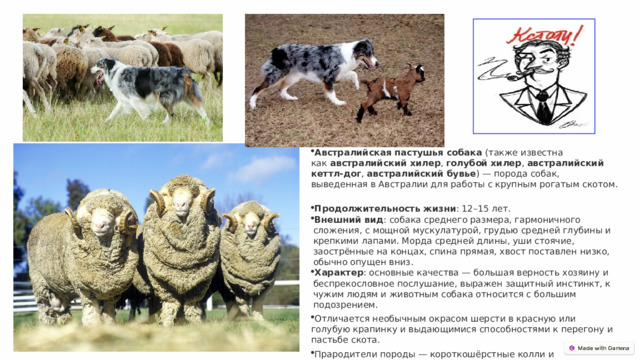 Австралийская пастушья собака  (также известна как  австралийский хилер ,  голубой хилер ,  австралийский кеттл-дог ,  австралийский бувье ) — порода собак, выведенная в Австралии для работы с крупным рогатым скотом.   Продолжительность жизни : 12–15 лет.  Внешний вид : собака среднего размера, гармоничного сложения, с мощной мускулатурой, грудью средней глубины и крепкими лапами. Морда средней длины, уши стоячие, заострённые на концах, спина прямая, хвост поставлен низко, обычно опущен вниз.  Характер : основные качества — большая верность хозяину и беспрекословное послушание, выражен защитный инстинкт, к чужим людям и животным собака относится с большим подозрением. Отличается необычным окрасом шерсти в красную или голубую крапинку и выдающимися способностями к перегону и пастьбе скота. Прародители породы — короткошёрстные колли и австралийские динго. 