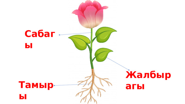  Сабагы Жалбырагы Тамыры 